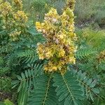 Senna marilandica Flower