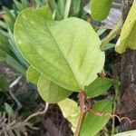 Passiflora alata Feuille