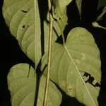 Ipomoea batatoides List