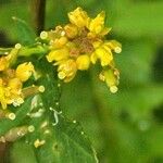 Rorippa palustris Λουλούδι