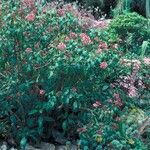 Fuchsia arborescens অভ্যাস