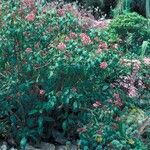 Fuchsia arborescens Hábito