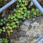 Gaultheria hispidula Blatt