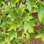 Acer buergerianum Blad