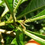 Acnistus arborescens Corteza