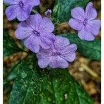 Eranthemum pulchellum AndrewsFlor