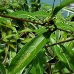 Morinda royoc Fruit