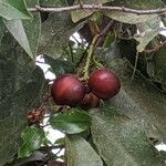 Prunus ilicifolia Fruit