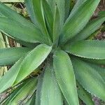 Agave decipiens Hábito