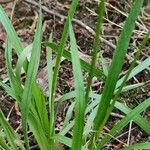 Luzula multiflora Hoja