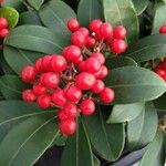 Skimmia japonica Frukt