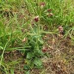 Hesperis tristis Листок