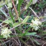 Valerianella discoidea Flor