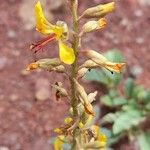 Hoffmannseggia glauca Flower