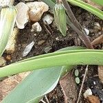 Tulipa turkestanica Folha