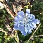 Cichorium endiviaFlower