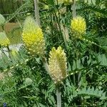 Astragalus alopecurus Цветок