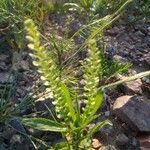 Lepidium virginicum Leaf