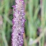 Phleum pratense Kukka