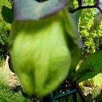 Cobaea scandens Fruit