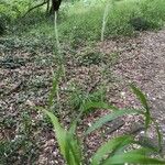 Lolium giganteum Blatt