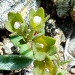Androsace maxima Fula