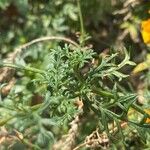 Verbena aristigera Ліст