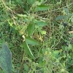 Desmodium tortuosum Leaf