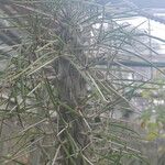 Didierea madagascariensis Habit