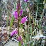 Polygala nicaeensis Цветок