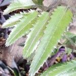 Kalanchoe daigremontiana ഇല
