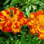 Tagetes erecta 花