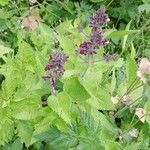 Stachys sylvaticaFlower