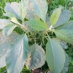 Solanum mauritianum Hoja