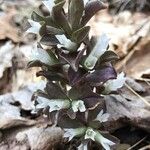 Obolaria virginica Flower