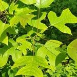 Liriodendron chinense Folha