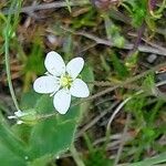 Sagina glabra Flor