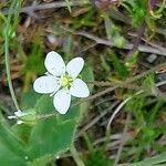 Sagina glabra Flower