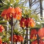 Fritillaria imperialisFlower