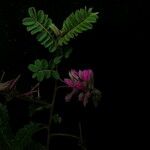 Indigofera dosua