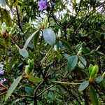 Rhododendron augustinii Frunză