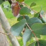 Eucalyptus cinerea Blad