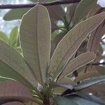 Rhododendron arboreum Leaf