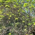Prunus mume Alkat (teljes növény)