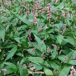 Polygonum persicaria Συνήθη χαρακτηριστικά