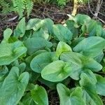 Arisarum vulgareList