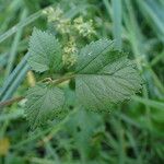 Angelica sylvestris Lapas