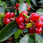 Lonicera hirsuta Frucht