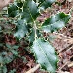 Ilex aquifolium Blad