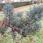 Cupressus arizonica पत्ता